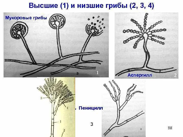 Пеницилл и аспергилл. Мицелий пеницилла. Пеницилл высший или низший гриб. Мукор пеницилл аспергилл. Плесневые грибы это низшие