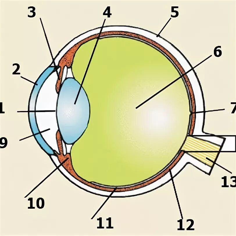 Обозначьте на рисунке строение глаза. Строение глаза человека 4 класс. Строение глаза человека без подписей. Схема глаза без подписей. Строение глаза человека анатомия рисунок без подписей.
