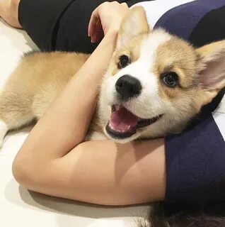 Корги рука