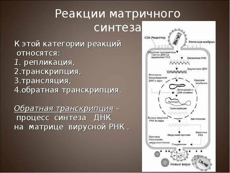 Реакции матричного синтеза. Матричный синтез белка егэ. Матричный характер биосинтез белка. Особенности реакций матричного синтеза. Процесс биосинтеза днк относится к реакциям.