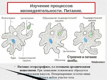 Процессы жизнедеятельности амебы