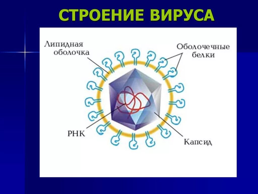 Вирусы 7 класс биология. Вирус гепатита а строение вируса. Строение вируса гепатита в. Строение вируса гепатита c. Схема строения вируса гепатита d.