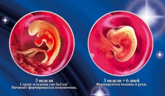 Беременность 4 недели что происходит с плодом. Ребенок на 2 недели берем. 2-3 недели беременности эмбрион.