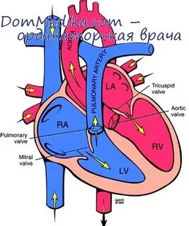 Транспозиция внутренних