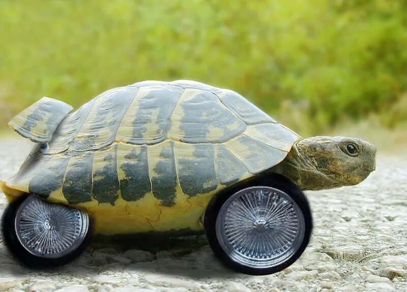 Покажи мне черепашку. Черепаха КТМ. Крутая черепаха. Быстрая черепаха. Черепаха на колесах.
