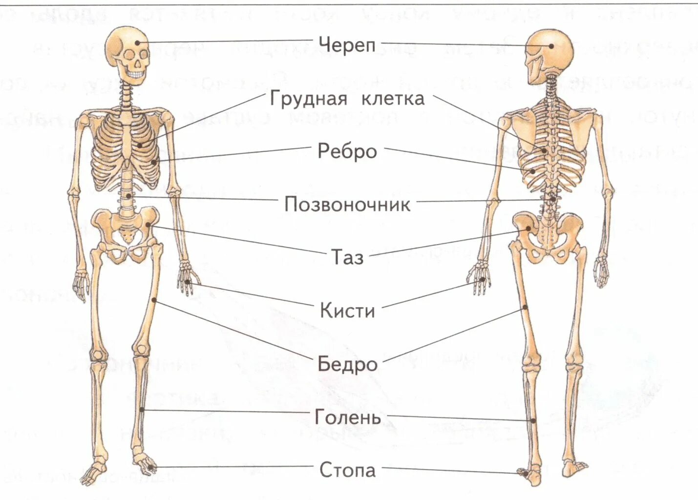 Название трех костей. Скелет человека строение 4 класс. Строение скелета человека начальная школа. Основные кости скелета человека 4 класс. Кости скелета человека 3 класс окружающий мир.