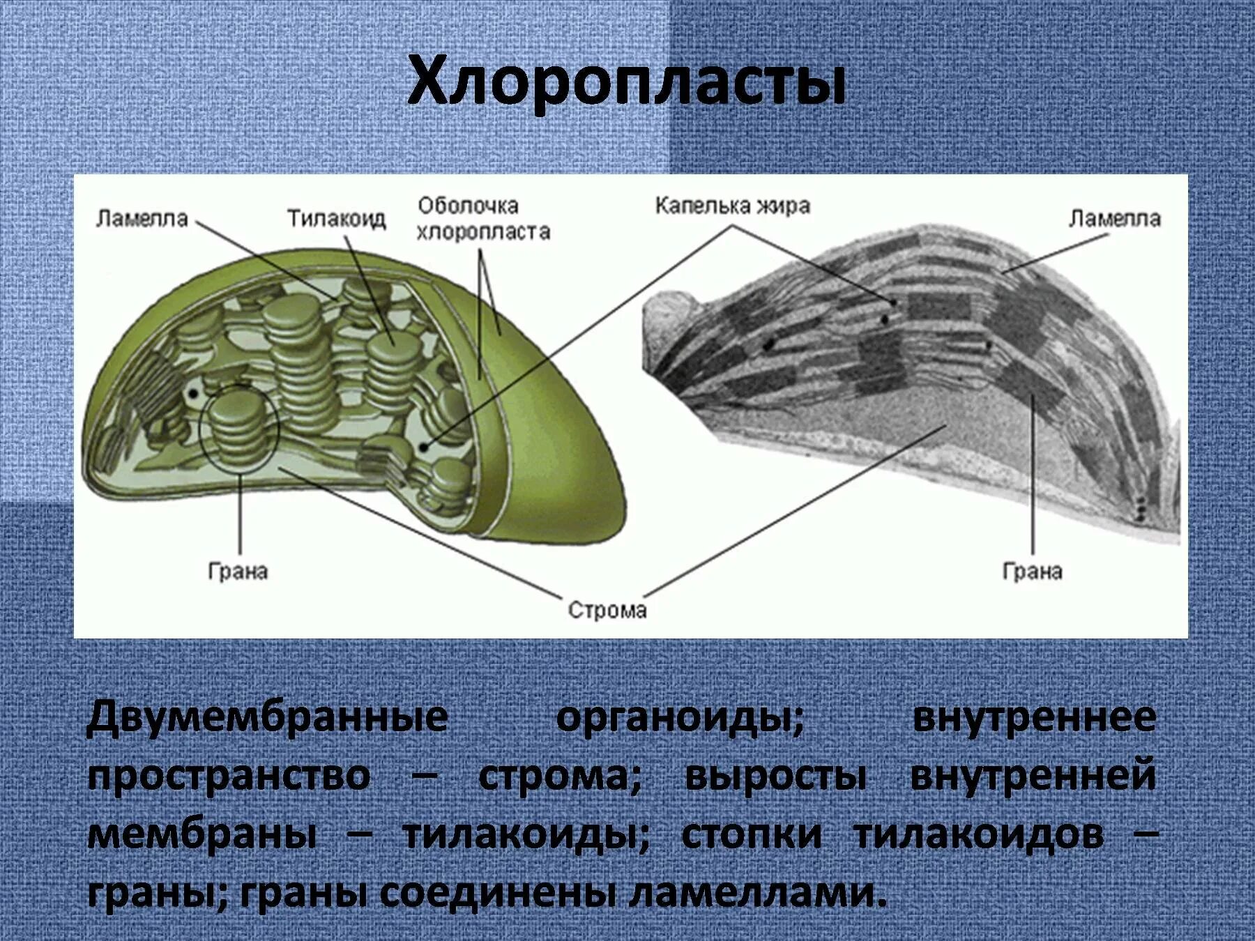 Много хлоропластов. Ламеллы хлоропластов. Строение хлоропласта ЕГЭ. Хлоропласты Строма тилакоиды граны. Функции стромы в хлоропласте.