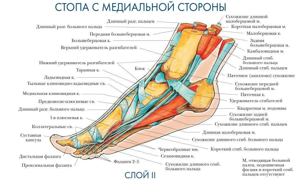 Строение мышц стопы снизу. Строение стопы сбоку. Мышцы ступни снизу схема. Мышцы подошвы стопы анатомия. Каналы подошвы