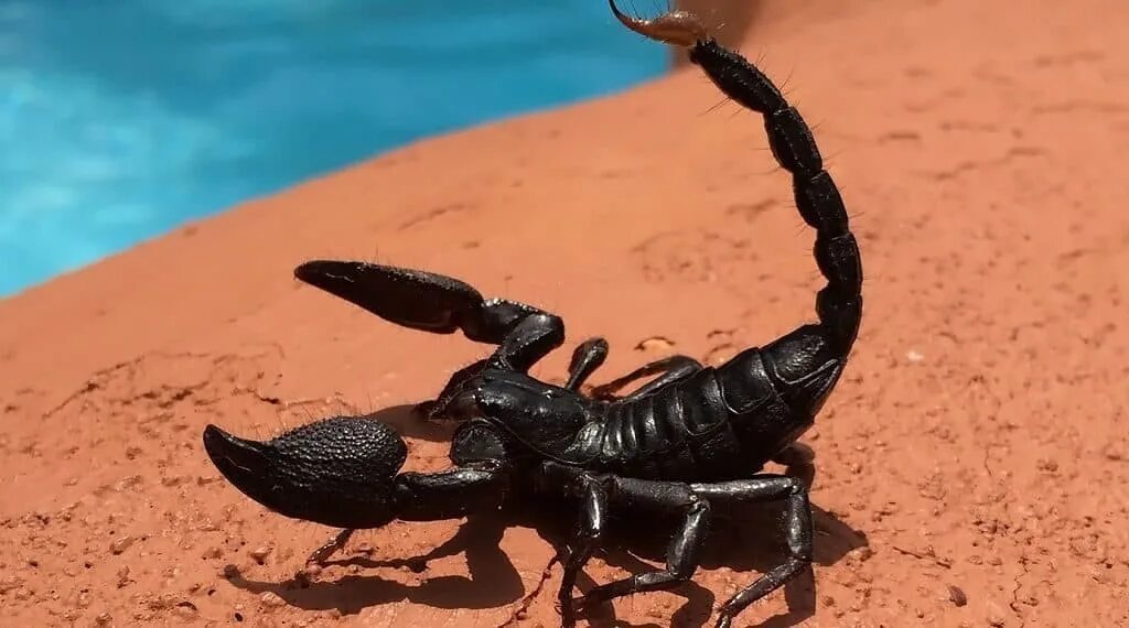 14 ноября скорпион. 14 ноября скорпион