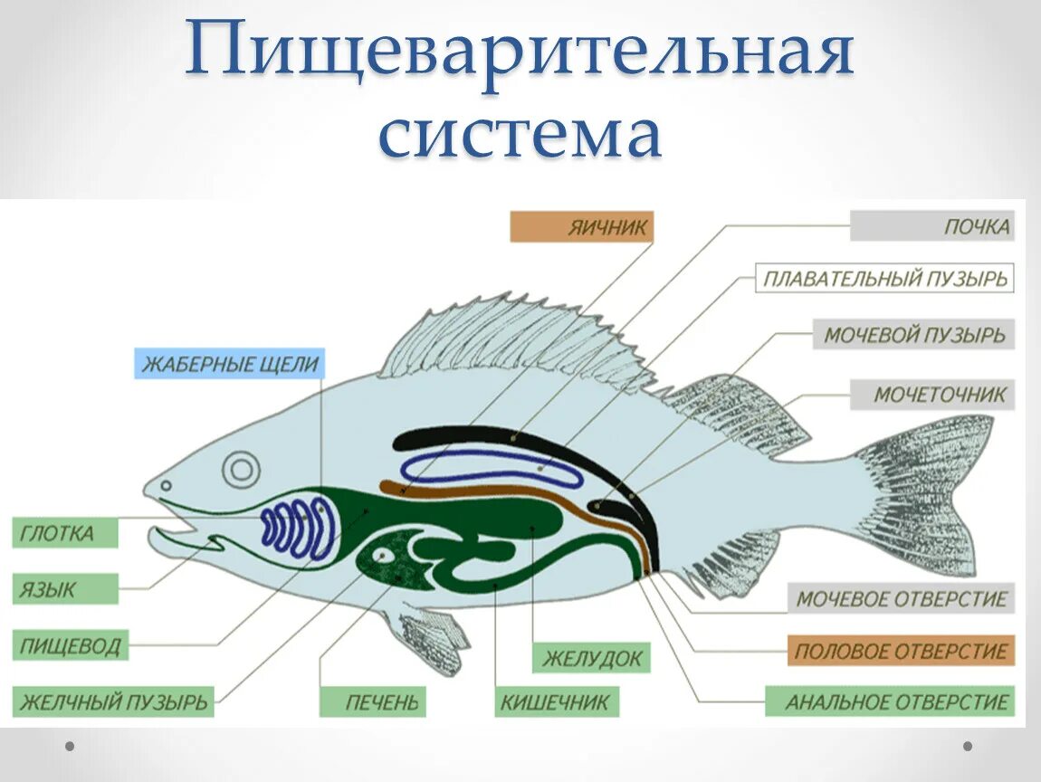 Особенности внутреннего строения щуки. Внутреннее строение рыбы выделительная система. Пищеварительная система рыб схема. Пищеварительная и выделительная система рыб. Системы органов у рыб пищеварительная система.
