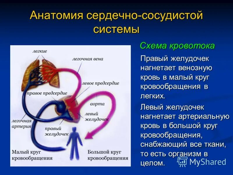 Сердечная сосудистая система физиология. Таблица строение и функция сердечно-сосудистой системы. Значение сердечно-сосудистой системы. Охарактеризуйте функции сердечно сосудистой системы. Основные функции ссс.
