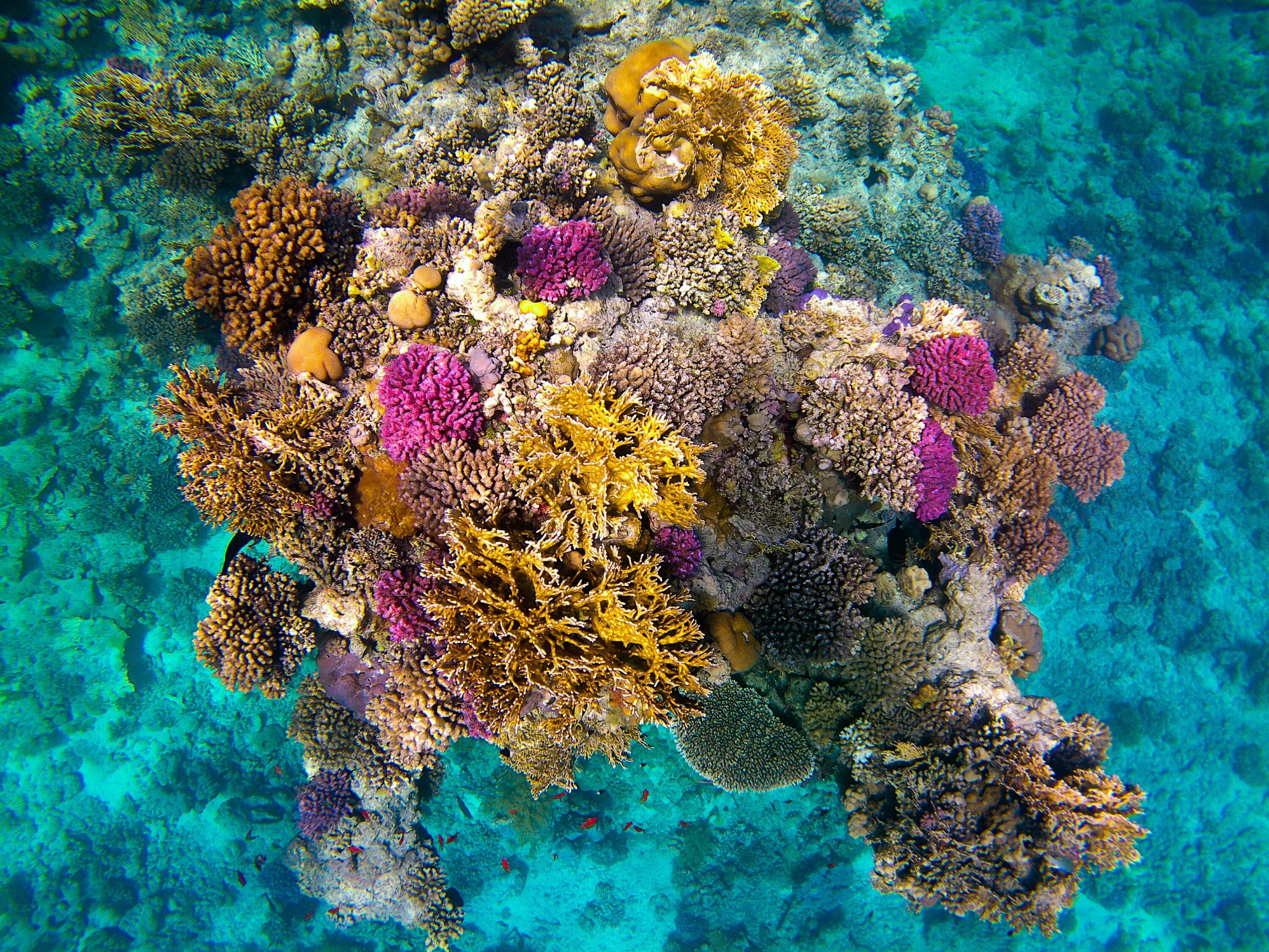 Coral reef s. Риф Шарм-Эль-Шейх. Кораллы в Шарм Эль Шейхе. Шарм-Эль-Шейх кораллы рифы. Подводный риф Шарм-Эль-Шейх.