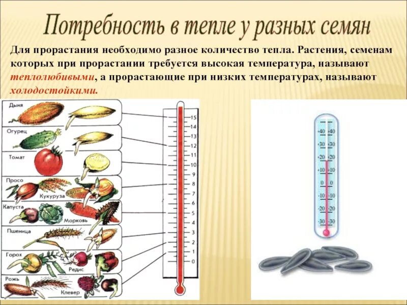 Почему необходим свет для прорастания семян. Температура прорастания семян. Тепло для прорастания семян. Температура проращивания семян. Температура прорастания зерна.