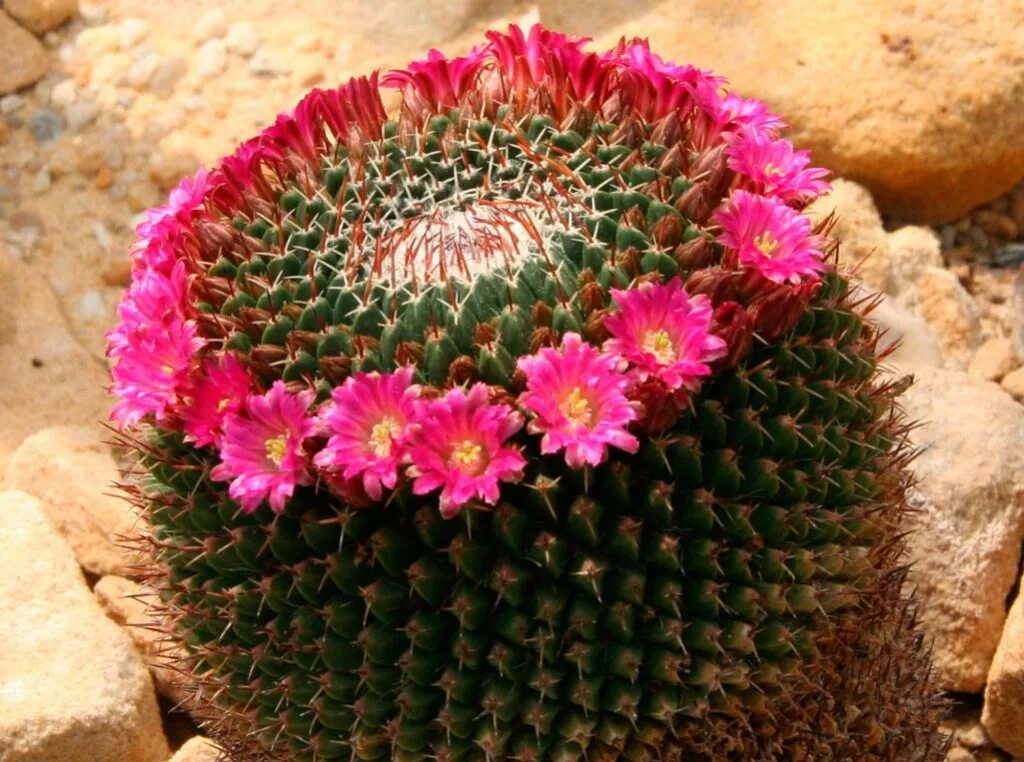 нотокактус.