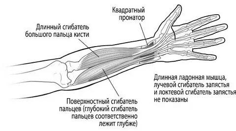Короткий сгибатель большого пальца кисти