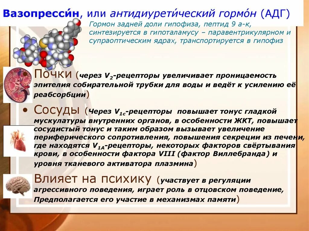 Антидиуретического гормона АДГ это и вазопрессин. АДГ вазопрессин это гормон. Антидиуретический гормон в почках. Вазопрессин в почках:. Гормоны гипофиза анализы