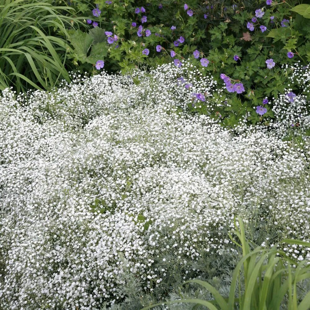 Нужно ли поливать гипсофилу. Гипсофила Gypsophila repens. Гипсофила метельчатая Фламинго. Гипсофила метельчатая Шнеефлоке. Гипсофила Дикая белая.