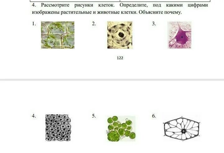 Под какими цифрами изображены растительные и животные клетки. Определить под какими цифрами изображены животные и растительные. Определите Тип клетки на изображении. Рассмотрите рисунок клетки. Как отличить под