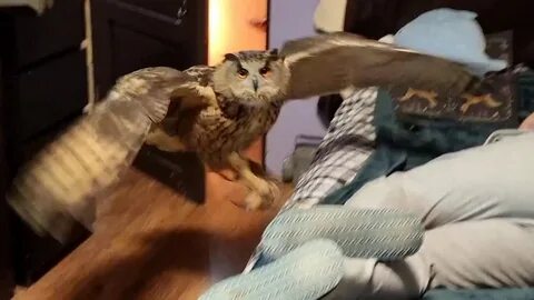 Включи видео совой