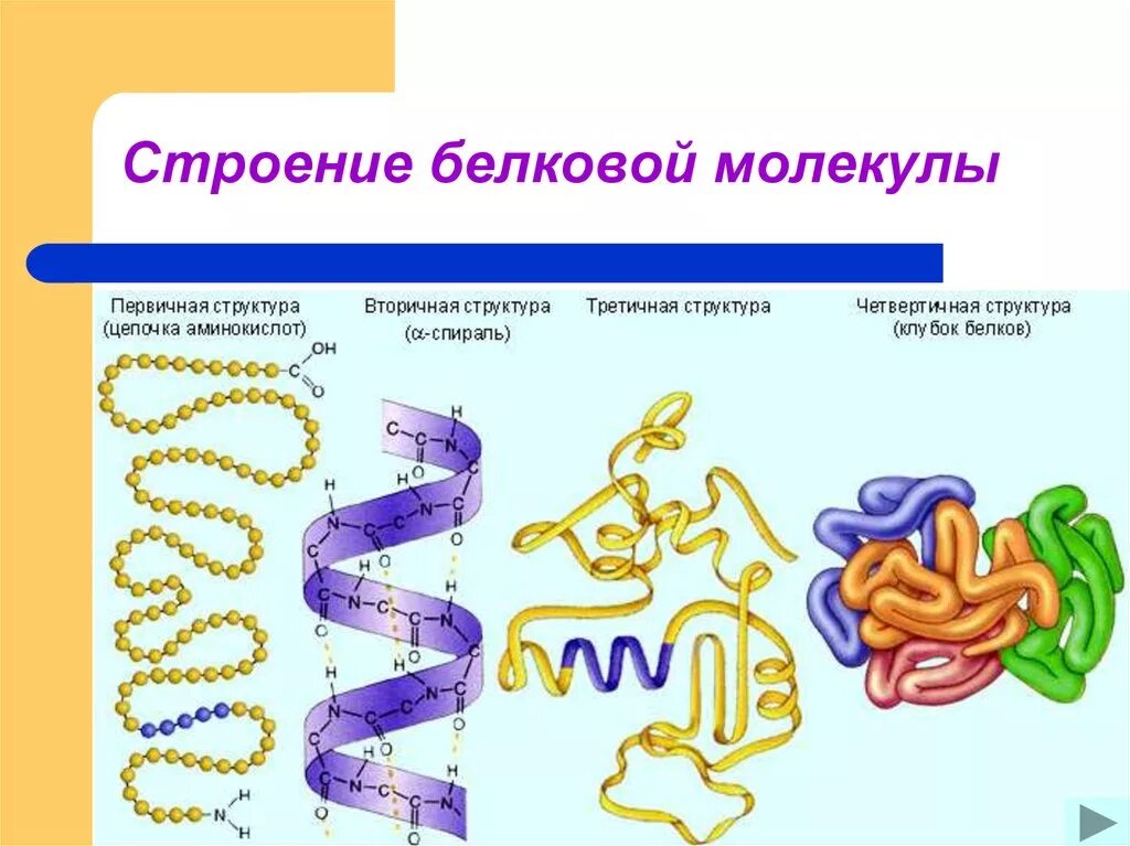 Формы белка. Первичная вторичная четвертичная структура белка. Белки первичная структура вторичная третичная. Первичная структура белка структура. Первичная структура белка рисунок.