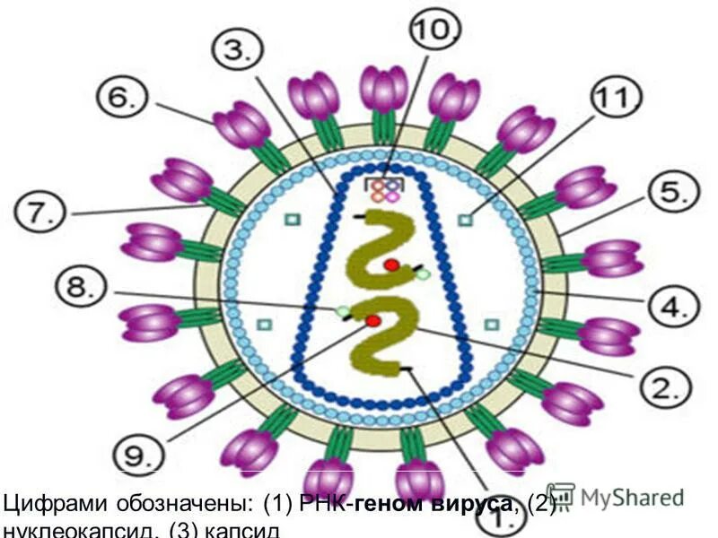 Строение генома вируса. Геном вируса представлен. Геном вируса, интегрированный. Белковый капсид вируса.