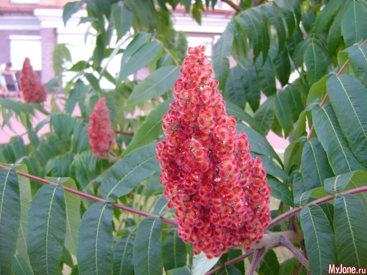 Сумах уксусный Rhus typhina. Сумах дубильный. Сумах дубильный кустарник. Сумах оленерогий.