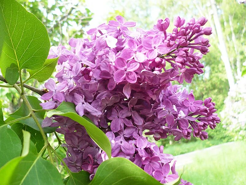 Известно что сирень обыкновенная. Сирень Syringa vulgaris. Сирень обыкновенная (Syringa vulgaris l.). Сирень обыкновенная Mirabeau. Сирень обыкновенная Агидель.