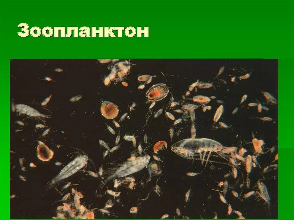 Зоопланктон пресных водоемов. Пресноводный зоопланктон. Зоопланктон пресноводных водоемов. Зоопланктон пресного водоема. Планктон в пруду.