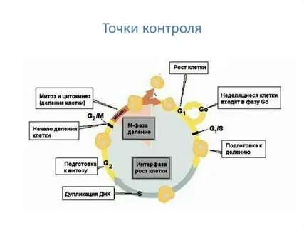 Жизненный цикл ткани