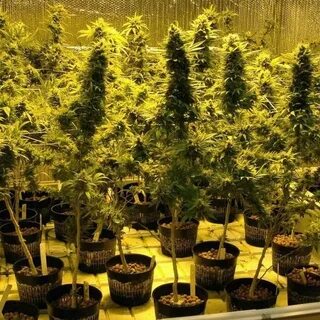 Grow center