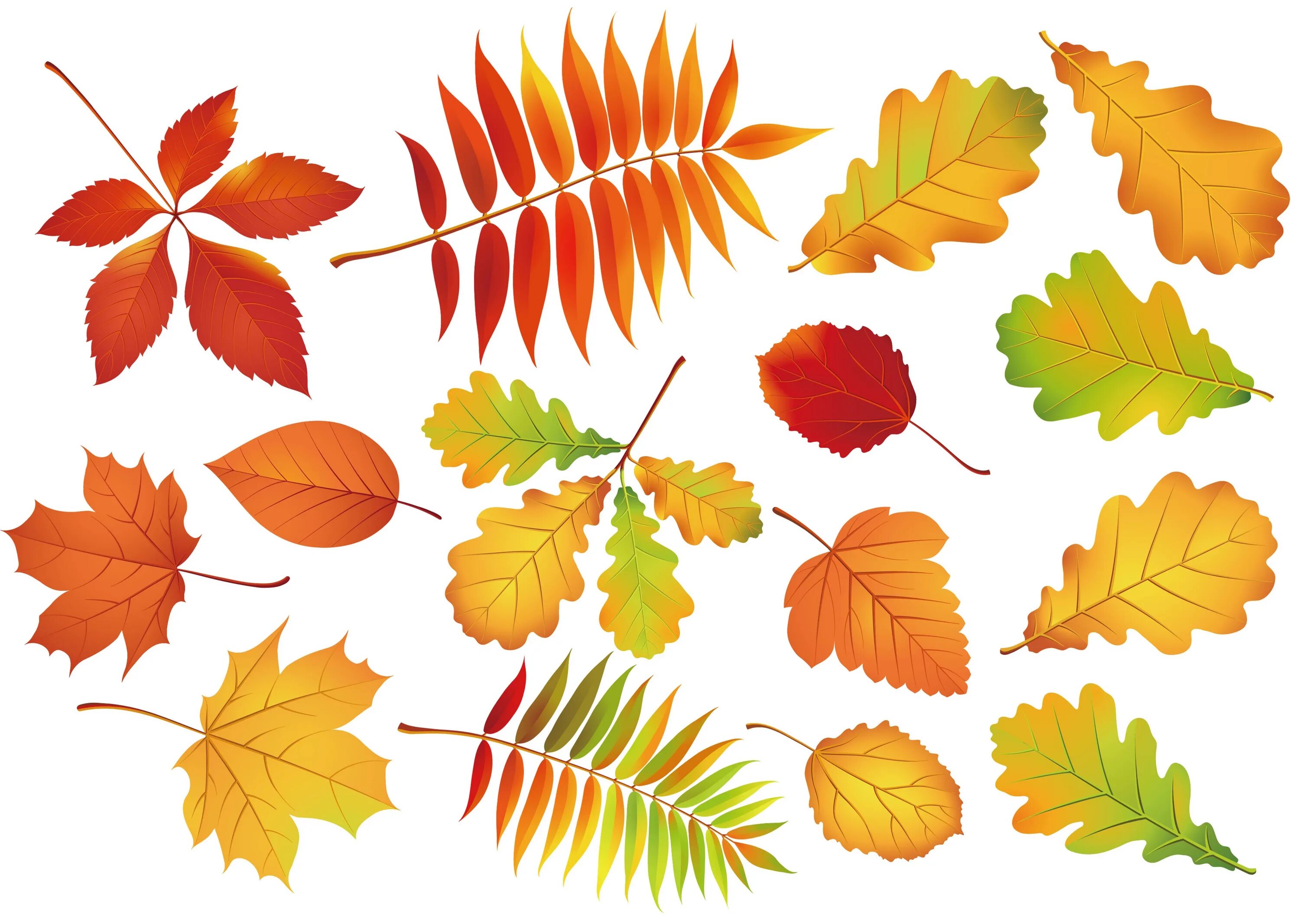 Осенние листочки. Листья рисунок. Осенние листья картинки. Листья деревьев осенью.