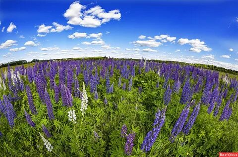 Люпины саранск
