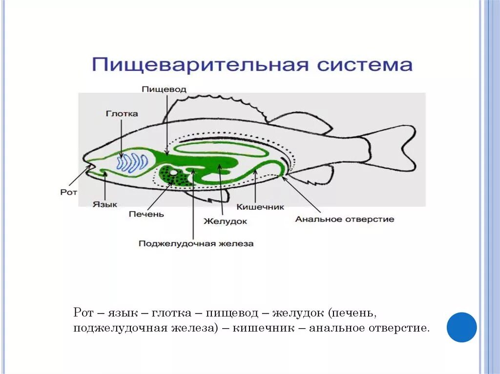 Пищеварительная система класса рыб. Пищеварительная система рыб биология 8 класс. Строение рыбы 7 класс биология пищеварительная система. Пищеварительная система рыб схема. Пищеварительная и выделительная система рыб.