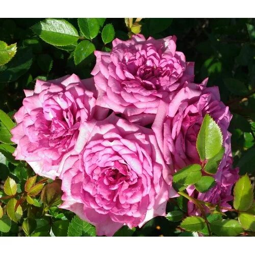 роза почвопокровная сиреневый дождь. роза перпл скайлайн. роза перпл лодж. роза почвопокровная сиреневый дождь. почвопокровные розы сиреневые.