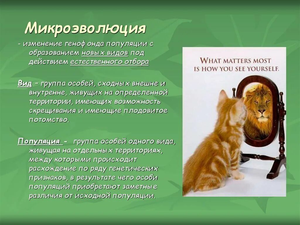 Микроэволюция примеры. Теория микроэволюции. микроэволюция образование новых видов. эпимеры микроэволюции.