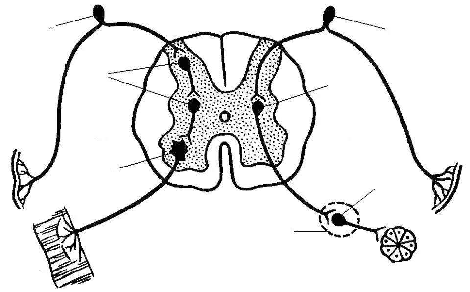 Строение рефлекторной дуги рисунок. Соматический спинальный рефлекс дуга. Схема рефлекторной дуги спинномозгового рефлекса. Схема дуги спинального вегетативного рефлекса. Схема сегмента спинного мозга и рефлекторной дуги.