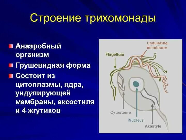 Трихомонада строение. Трихомонада строение