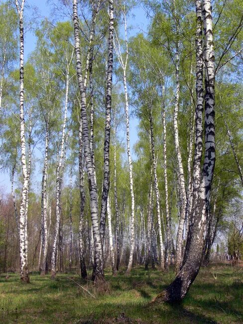 Русская береза весной. Башкирия Березовая роща. Березовая роща Челябинск. Весенняя береза.