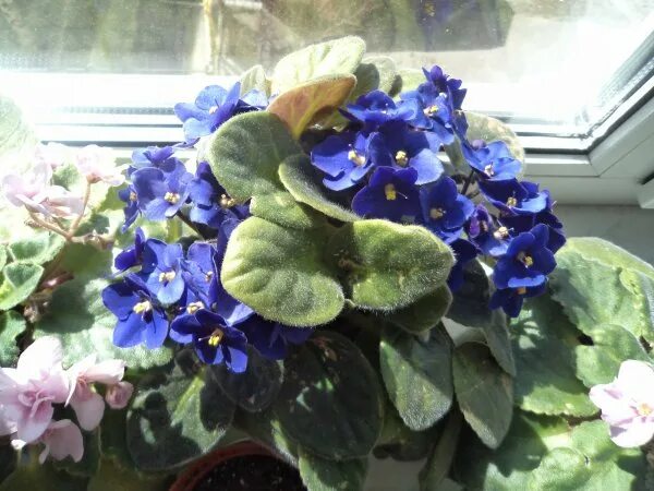 Европейский дворик. Фиалка расцвела студия союз. Сенполия гроте. О плакала и снова фиалка расцвела. Фиалка этюд.