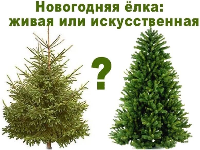 Какую елку поставили