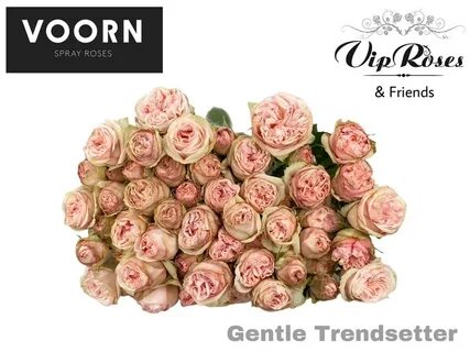 Vip roses