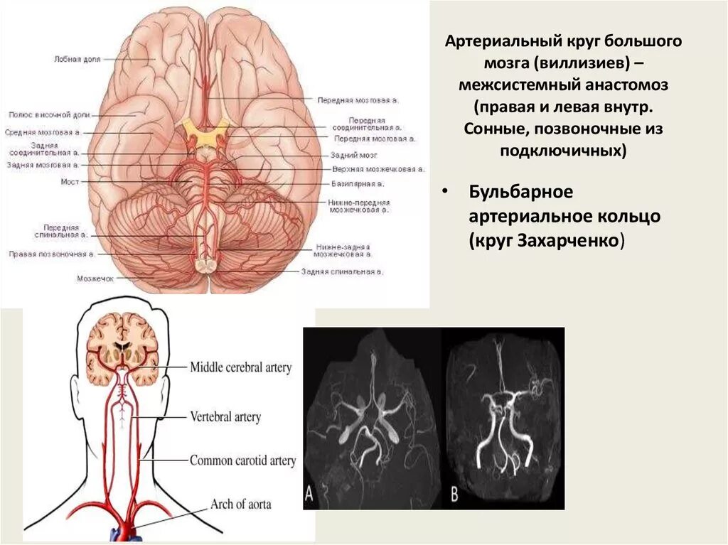 Артерии круг головного мозга. Виллизиев круг в головном мозге. Кольцо Захарченко и Вилизиева КПУГ. Сосуды головы Виллизиев круг. Виллизиев и Захарченко круги.