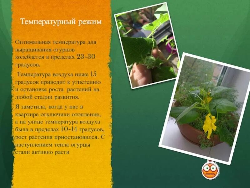 Температура в теплице для помидор. Оптимальная температура для огурцов в открытом грунте. Оптимальная температура для теплицы. Температурный режим для рассады огурцов в теплице. Температура для роста огурца.