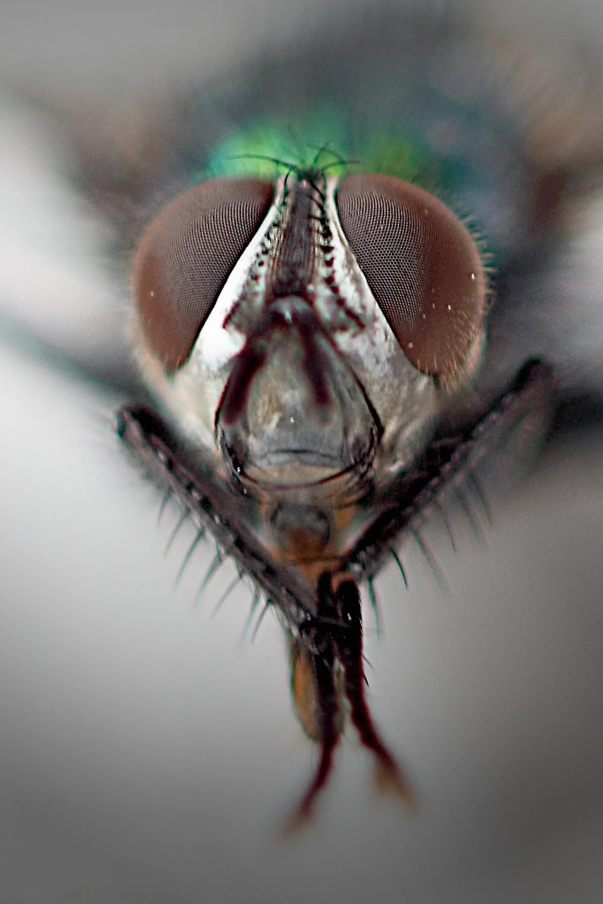 Покажи мушку. Глаза насекомых. Муха. Муха Макросъемка. Муха (насекомое).