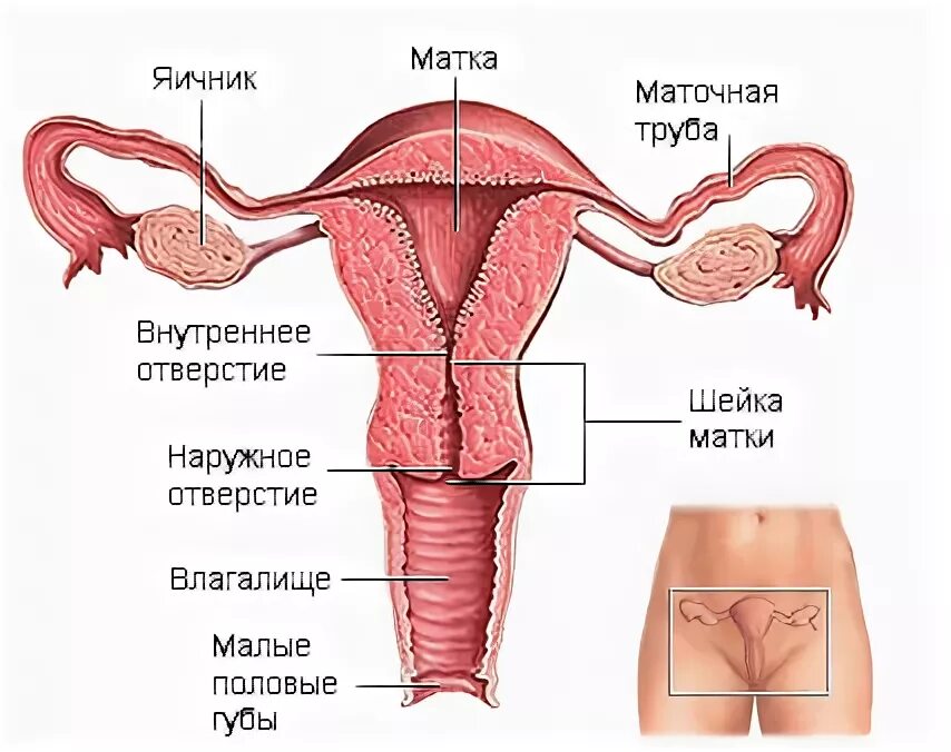 Женская внутренняя половая система. Женский половой орган. Строение женской половой. Женские внутренние органы. Анатомия половой системы женщины.