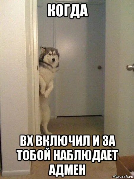 Как проверить что за тобой следят. Когда за тобой следят. когда за тобой наблюдают. собаки следят мемы. пес следит.