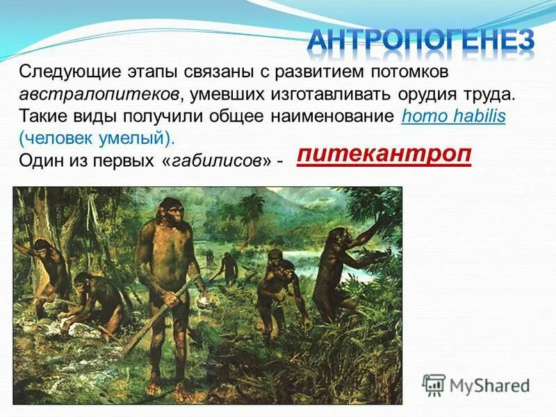 орудия труда австралопитеков