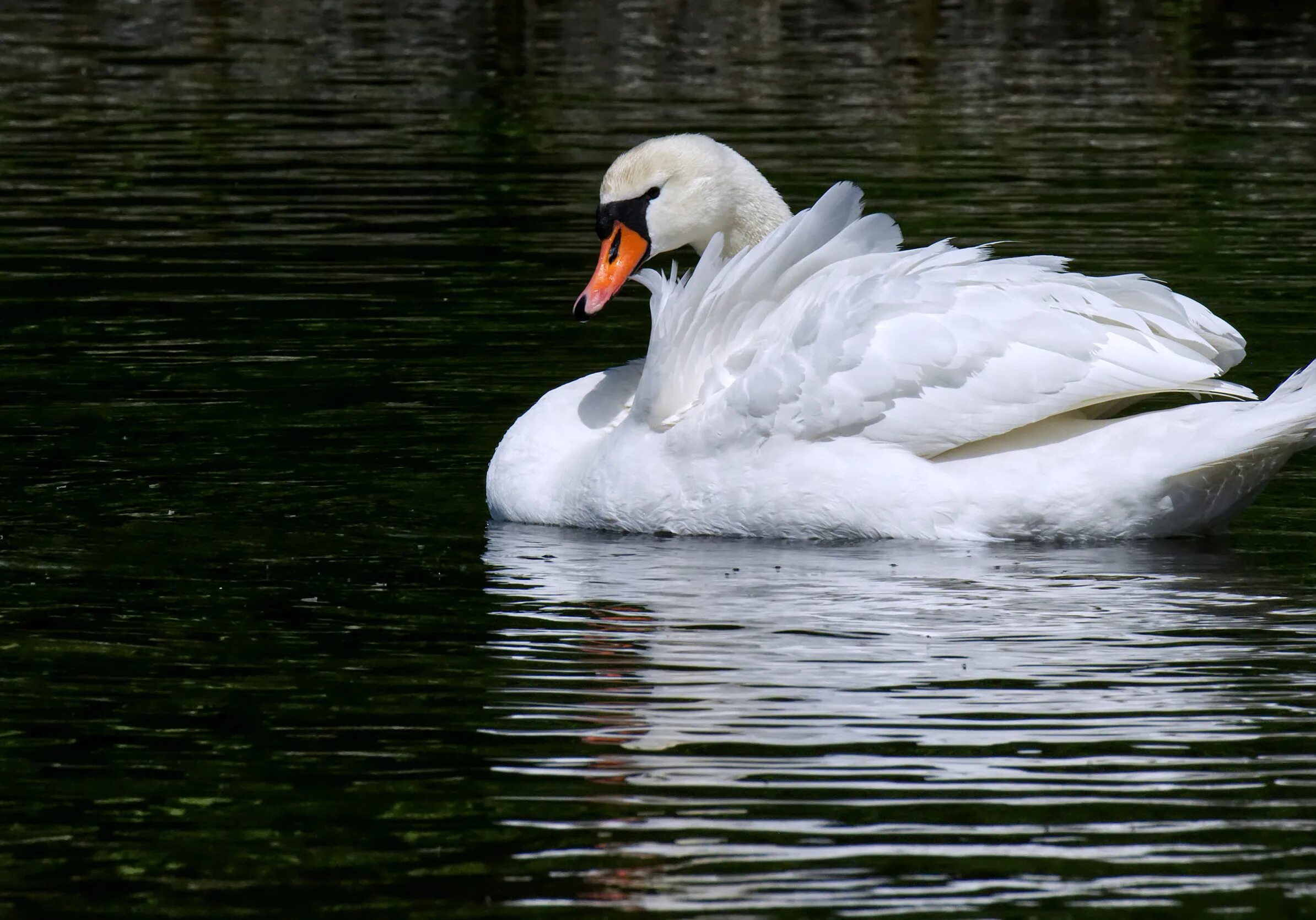 Swan b