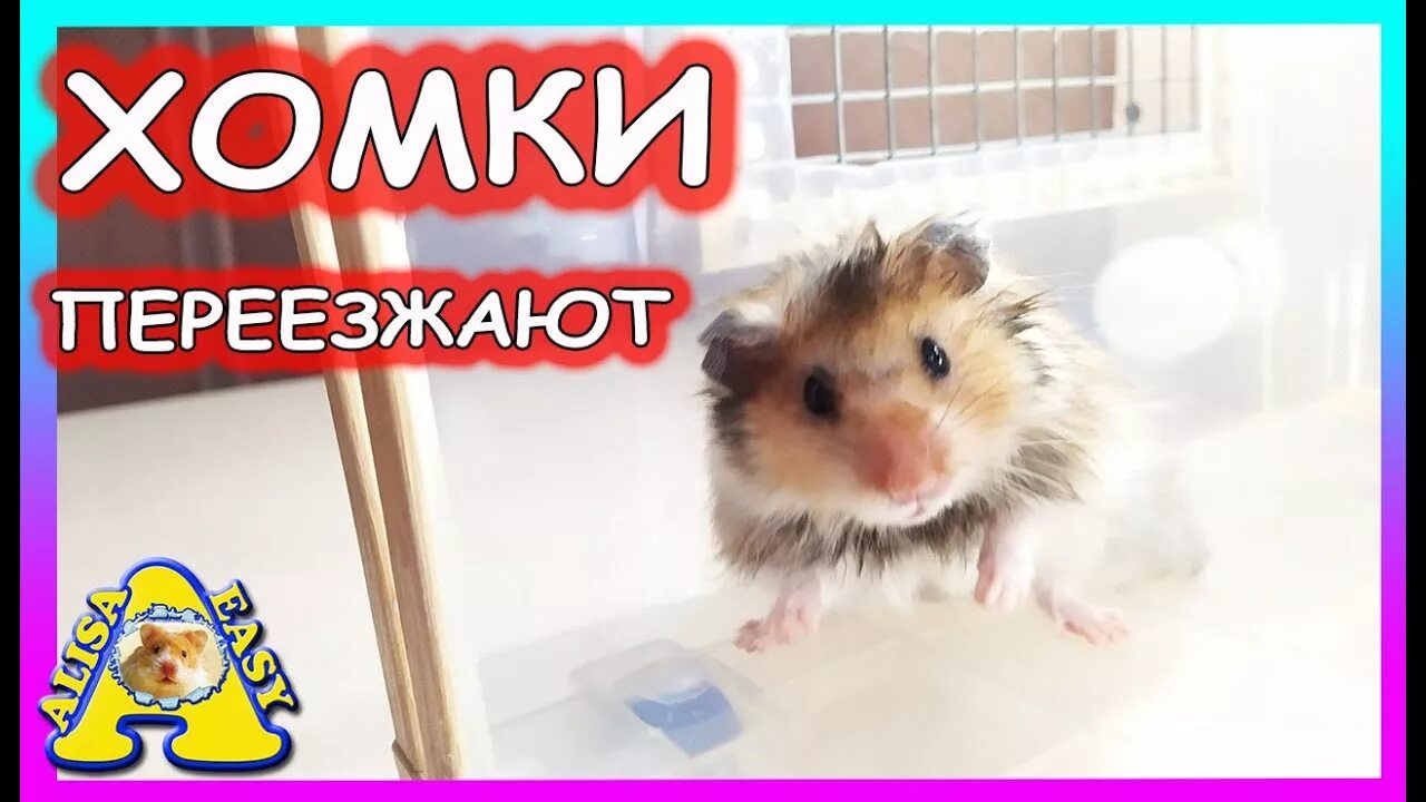 Алиса Хомки Алиса. Канал Хомки Алиса. ИЗИ Pets. Алиса ИЗИ петс. Easy pets