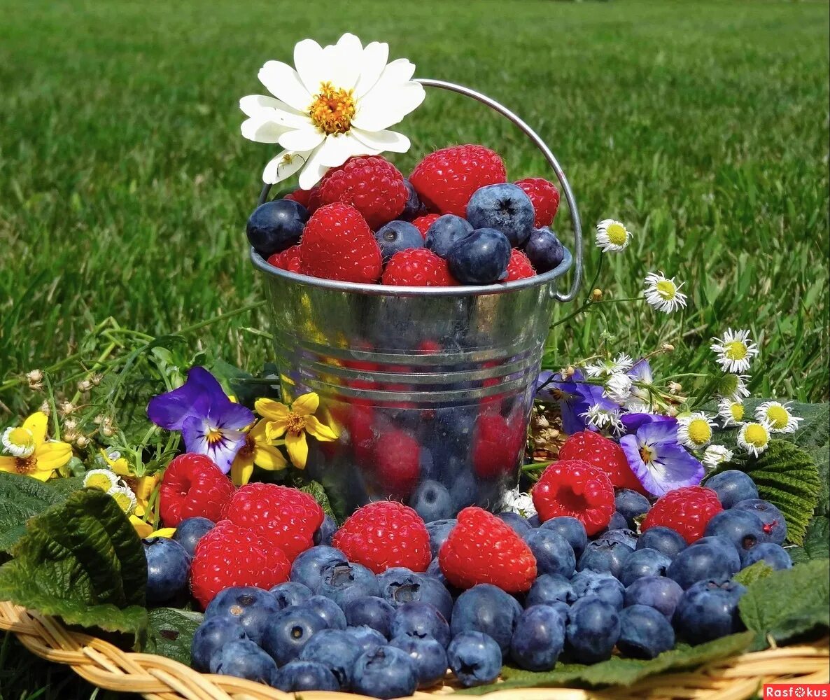 малина крупная оранжевая. земляника мускусная, лесная клубника. картинки на рабочий стол ягоды. красивые ягоды. малина сорт геракл.